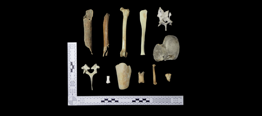 Bones ID - Bone identification Service // Cellmark